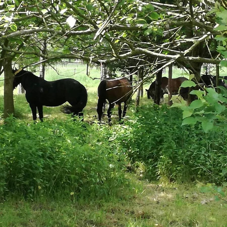 Domek Bobrowe Zacisze 2 Trzcinsko Buitenkant foto